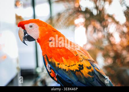 Beautiful large multi-colored macaws sit on a tree branch in the tropical garden Stock Photo