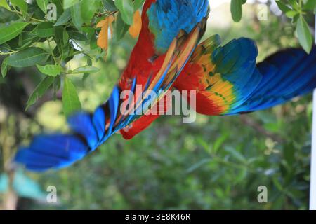 Beautiful large multi-colored macaws sit on a tree branch in the tropical garden Stock Photo