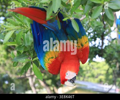 Beautiful large multi-colored macaws sit on a tree branch in the tropical garden Stock Photo