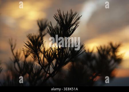 Silhouette of pine tree branches against warm sunset sky Stock Photo