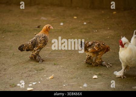 Brahma chickens walking on a farm yard. Concept of organic eco-friendly farming and sustainable agriculture, decorative chickens with feathered legs, Stock Photo