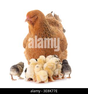 brahma chicken and chicks in a studio Stock Photo