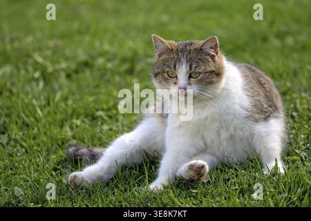 Cat resting on a clearing Stock Photo