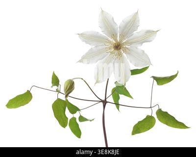 Clematis flower with leaves isolated on white background Stock Photo
