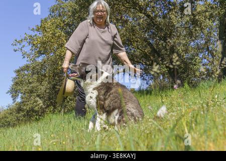 Senior woman with gray hair and glasses happily interacting with her large border collie type dog, both walking and enjoying a sunny day in a vibrant Stock Photo