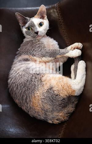 Devon Rex cat lying on a chair Stock Photo