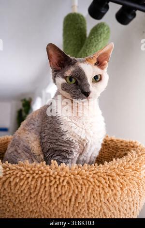 Portrait of a Devon Rex cat Stock Photo