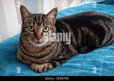 Tabby cat lying down, intense gaze Stock Photo