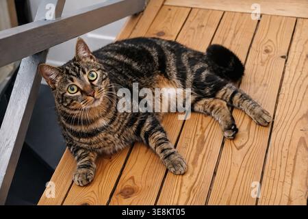 Tabby cat lying on the parquet floor Stock Photo