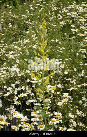 Wildflowers on a summer meadow with yellow Mullein Verbascum and white Oxeye Daisy Leucanthemum vulgare in June Stock Photo