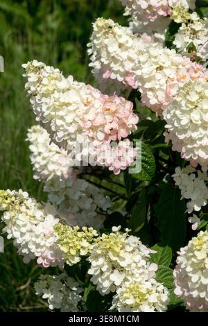 White and pale pink flowers of Panicle Hydrangea Hydrangea paniculata 'Big Ben' in a sunlit Summer Garden Stock Photo