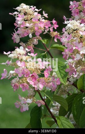 Pink and white flowers of Panicle Hydrangea Hydrangea paniculata 'Wim's Red' in a sunlit Summer Garden Stock Photo