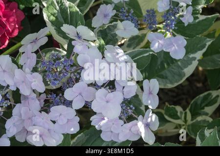 Pale blue lacecap flowers and variegated leaves of Hydrangea macrophylla 'Mariesii Variegata' in a Summer Garden Stock Photo