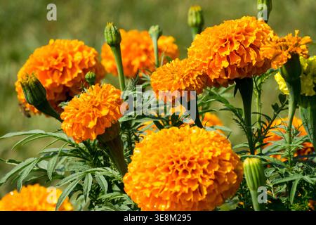 Orange flowering Mexican Marigold Tagetes erecta annual plants in a sunny Summer Garden Stock Photo
