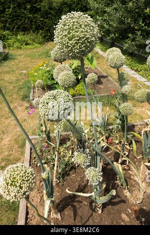 Flowering Leek Allium porrum perennial plants in a sunny Summer Garden flowerbed Stock Photo