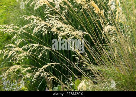 Golden flowering Giant Feather Grass Stipa gigantea perennial plant in a sunny Summer Garden border Stock Photo