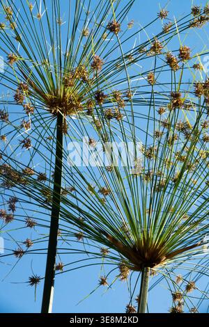 Detail of Egyptian Papyrus Cyperus papyrus aquatic plant in a sunny Summer Garden Stock Photo