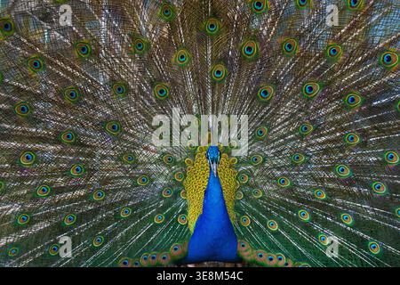 Portrait of beautiful peacock with feathers out. Stock Photo
