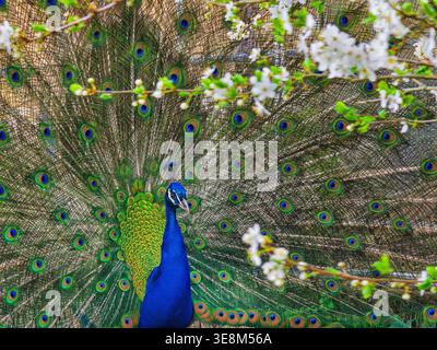 Portrait of beautiful peacock with feathers out. Stock Photo
