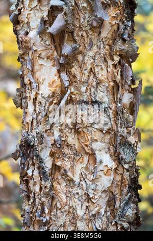 Close up of exfoliating bark of River Birch Betula nigra tree trunk in Autumn Stock Photo