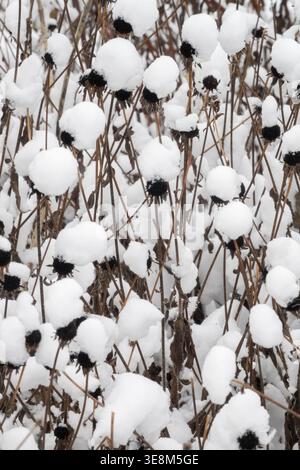 Dried seed heads of Rudbeckia flowers covered with fresh white snow in a Winter Garden Stock Photo