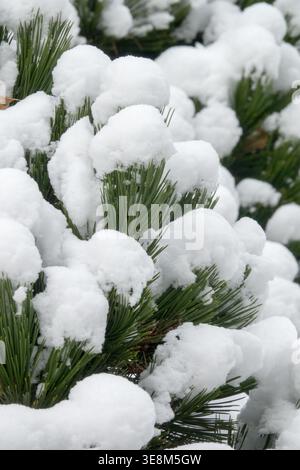 Detail of Bosnian Pine Pinus heldreichii 'Schmidtii' evergreen branches covered with fresh white snow in Winter Stock Photo