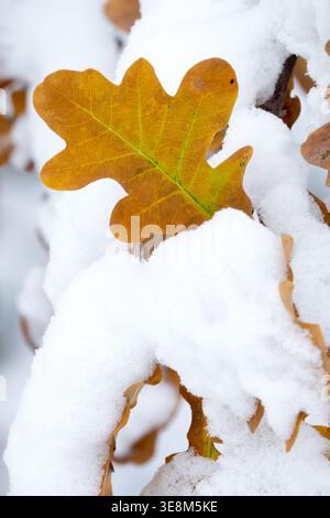 Detail of brown Oak Quercus leaf covered with fresh white snow in Winter Stock Photo
