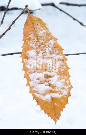 Detail of brown Sweet Chestnut Castanea sativa leaf covered with fresh white snow in Winter Stock Photo
