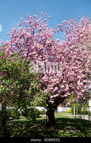 Pink flowers of Japanese Flowering Cherry Prunus serrulata 'Kanzan' tree against a blue sky in Spring Stock Photo