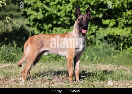 Belgian Shepherd Malinois portrait in green grass background in the summer park. Stock Photo