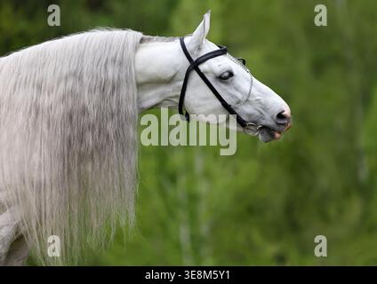 Andalusian grey horse portrait against green trees background Stock Photo