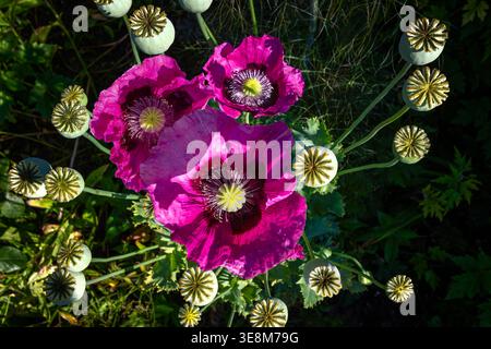 looking down on purple poppy flowers and seed heads Stock Photo