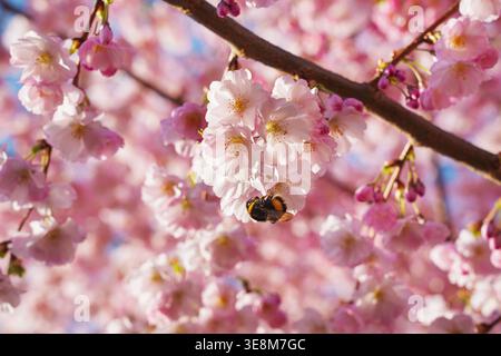 Spring banner, branches of blossoming cherry with a bumblebee on it against background of blue sky and butterflies on nature outdoors. Pink sakura flo Stock Photo
