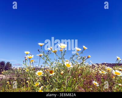 Field of wild daisies blooming under a clear blue sky in a rural landscape during spring algarve portugal Roman Ruins of Milreu Stock Photo