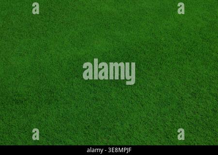 Green grass background top view. Photo texture of trimmed golf course grass. Stock Photo