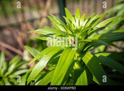 Scarlet lily beetle on lily leaf, garden pest insect Stock Photo