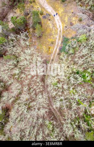Top down view of a winding path through a lichen forest The Concept of journey Stock Photo