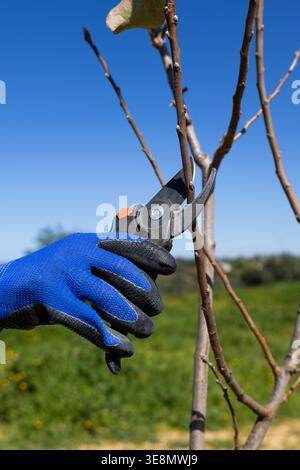 A close-up shot of a gloved hand using pruning shears to trim a small tree branch outdoors with a clear blue sky in the background Stock Photo