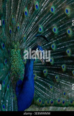 A stunning male peacock with its brilliant blue neck and emerald green tail feathers spread wide in a captivating display of natural beauty and courts Stock Photo