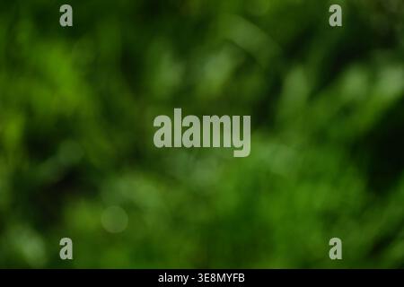 Green nature blur dark bokeh background. Defocused abstract forest blurry texture. Stock Photo