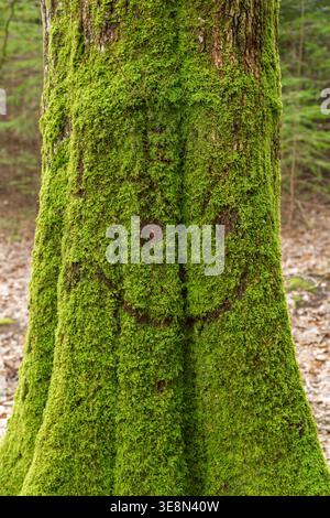 Tree trunk covered in vibrant green moss with a smiley face cut into it. Stock Photo