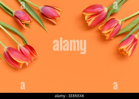 Top view of dark pink tulip flowers with yellow tips on orange background. Floral spring background Stock Photo
