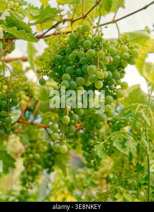 Hanging bunch of white grapes. Stock Photo