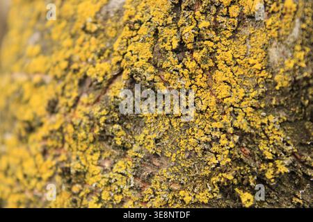 Close-up view of yellow lichen growing on a tree trunk in a forest during daylight. The texture and patterns of the lichen are visible on the rough su Stock Photo