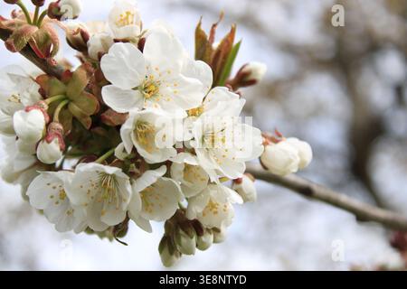 White cherry blossoms emerge on a branch during springtime. The flowers show delicate petals and some buds are just starting to open. The scene captur Stock Photo