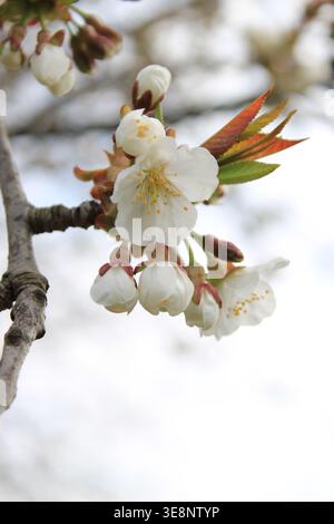 Cherry blossoms appear on a tree branch during spring. Some buds are closed, while others are open, showing their white petals against a cloudy backgr Stock Photo