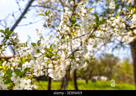 White spring blossoms on sunlit tree branch. Close up of delicate white blossoms blooming on a tree branch in warm sunlight, capturing fresh spring Stock Photo