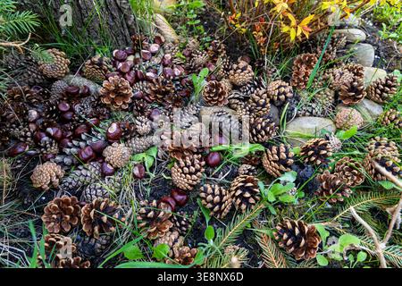 Pine cones and chestnuts on forest floor. Close up of pine cones and glossy chestnuts scattered on the ground beneath a tree, creating a rich autumn Stock Photo
