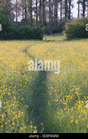 Summer meadow with buttercups and path way leading to woodland backdrop in English countryside field. Dorset, England, UK. Stock Photo