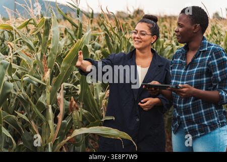 Agronomists using tablet and inspecting corn field Stock Photo